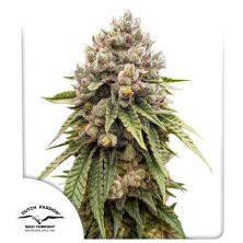 Ice Cream Haze de Dutch Passion