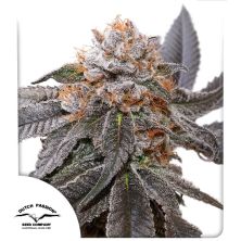 Blue Zushi de Dutch Passion