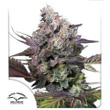 Candy Bubatz XL de Dutch Passion