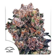 Blueberry de Dutch Passion