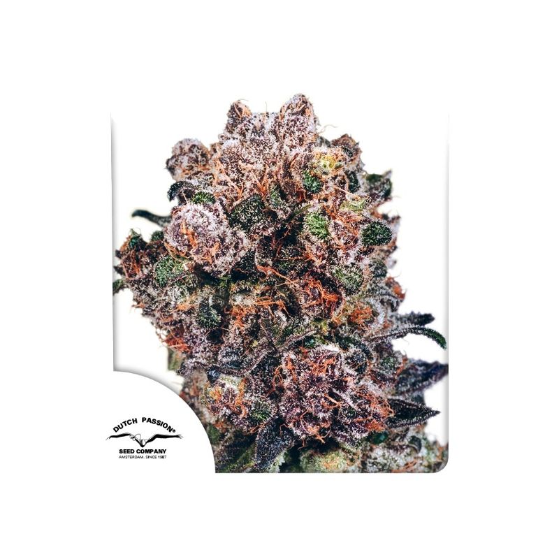 Blueberry de Dutch Passion