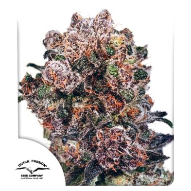 Blueberry de Dutch Passion
