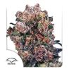 Blueberry de Dutch Passion