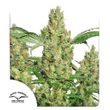 Power Plant de Dutch Passion