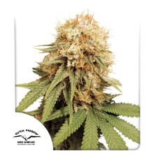 White Widow de Dutch Passion