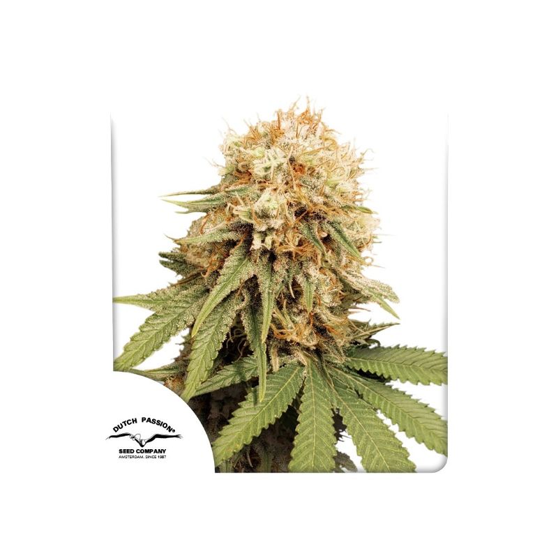 White Widow de Dutch Passion