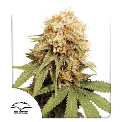 White Widow de Dutch Passion