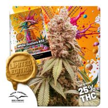 White Gushers 33 de Dutch Passion Limited Edition