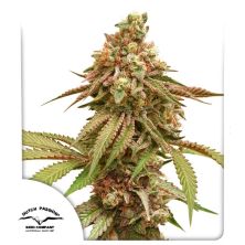 Tropical Tangie de Dutch Passion