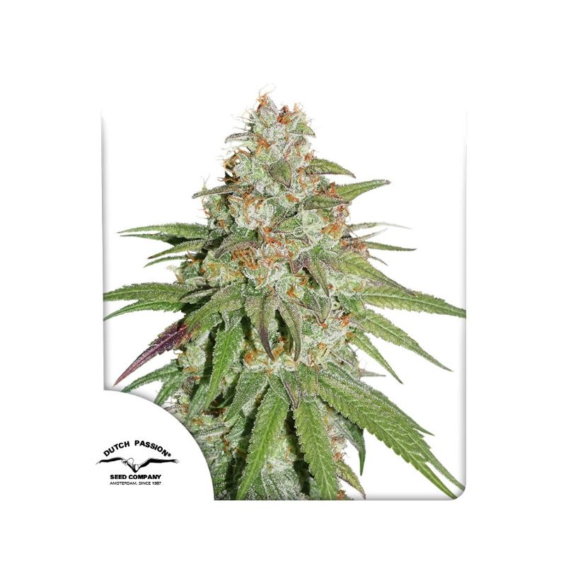 Glueberry O.G. de Dutch Passion