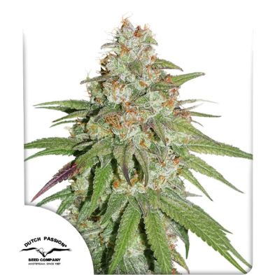 Glueberry O.G. de Dutch Passion