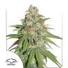 Glueberry O.G. de Dutch Passion