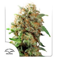 Mazar de Dutch Passion