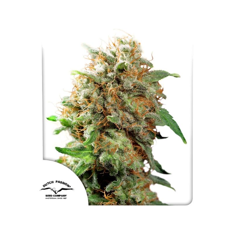 Mazar de Dutch Passion