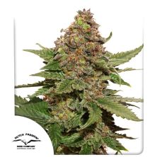Strawberry Cough de Dutch Passion