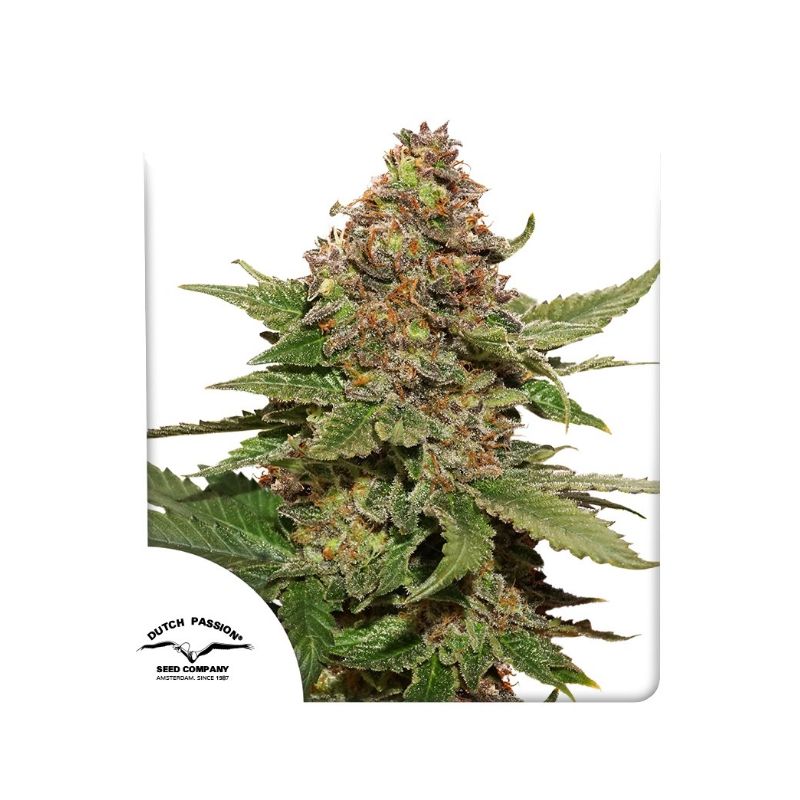 Strawberry Cough de Dutch Passion