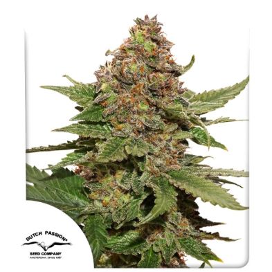 Strawberry Cough de Dutch Passion