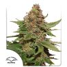 Strawberry Cough de Dutch Passion