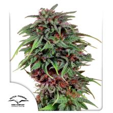 Durban Poison de Dutch Passion