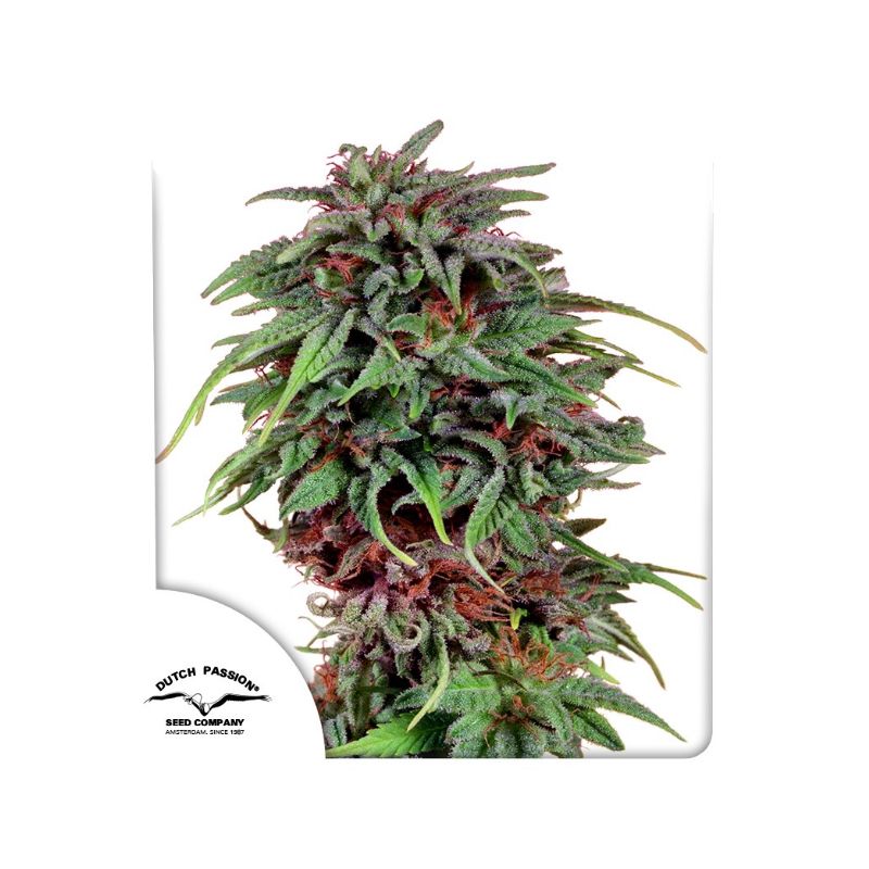 Durban Poison de Dutch Passion