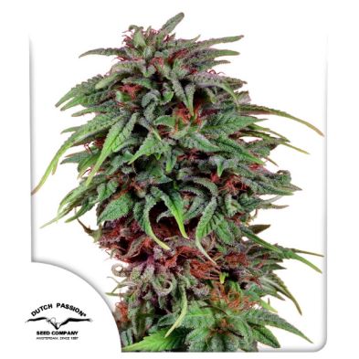 Durban Poison de Dutch Passion