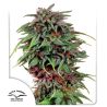 Durban Poison de Dutch Passion