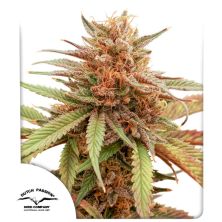 Durban Dew de Dutch Passion