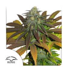 Californian Orange de Dutch Passion