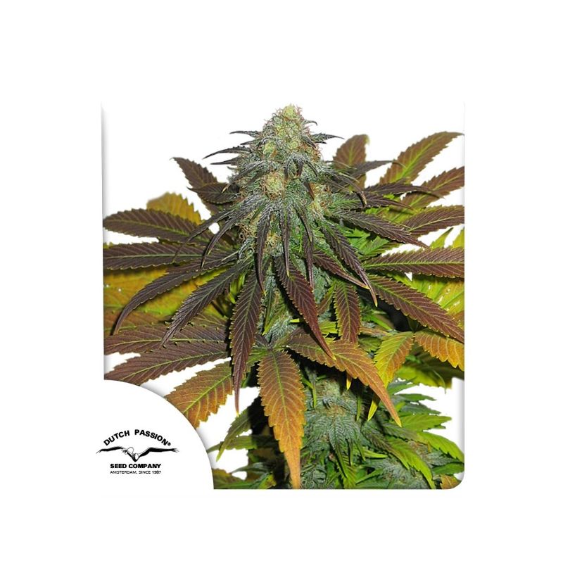 Californian Orange de Dutch Passion