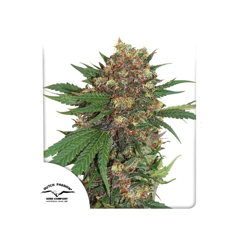 Master Kush de Dutch Passion