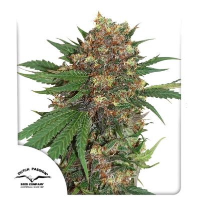 Master Kush de Dutch Passion