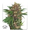 Master Kush de Dutch Passion