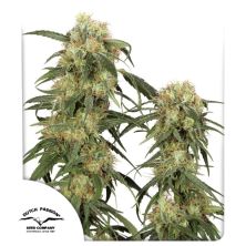 Pamir Gold de Dutch Passion