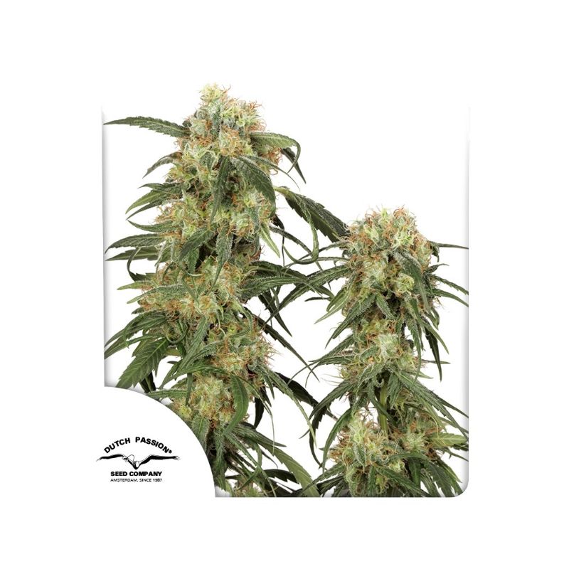 Pamir Gold de Dutch Passion