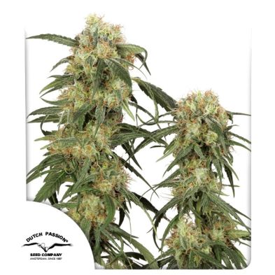 Pamir Gold de Dutch Passion