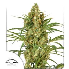 Snow bud de Dutch Passion