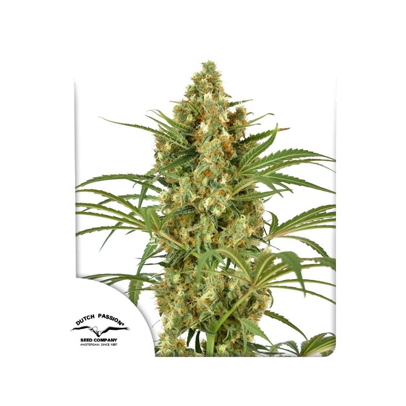 Snow bud de Dutch Passion