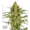 Snow bud de Dutch Passion