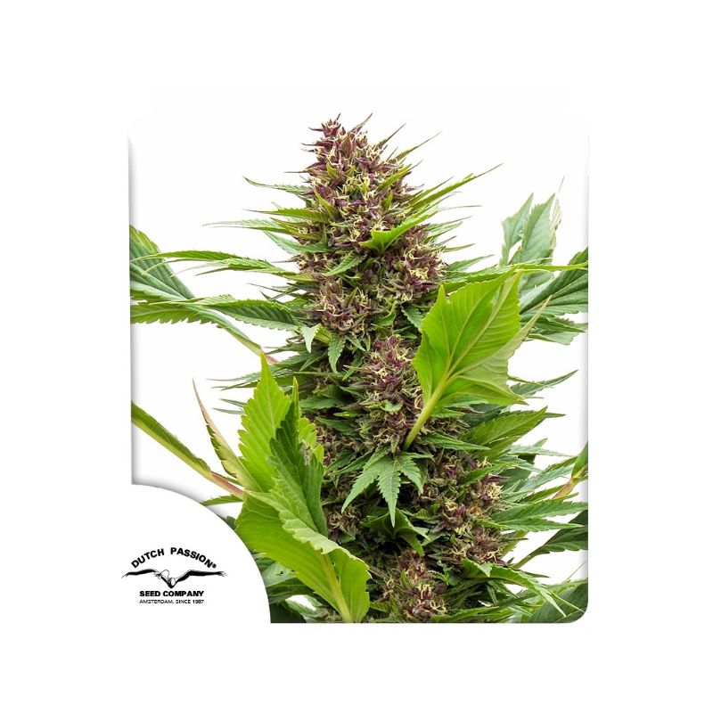 Frisian Duck de Dutch Passion