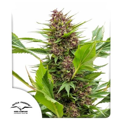 Frisian Duck de Dutch Passion