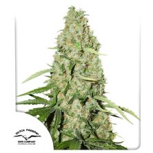 Think Fast de Dutch Passion