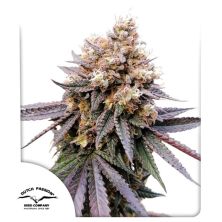 GMO Fast de Dutch Passion