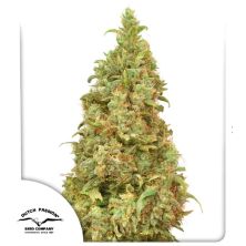 THC - Victory de Dutch Passion