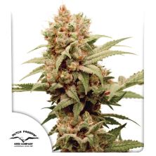 CBG-Force de Dutch Passion