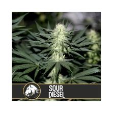 Sour Diesel de Blimburn Seeds