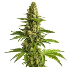 Bruce Banner 3 de Blimburn Seeds