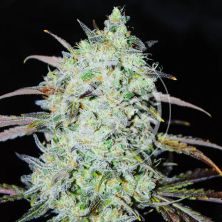 Bay Haze de Delicious Seeds
