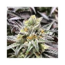 Delicious Cookies de Delicious Seeds (Sativa Line)