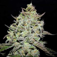 Lemon Gazzy de Delicious Seeds (Indica Line)
