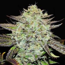 Purple Mango Kush de Delicious Seeds (Sativa Line)